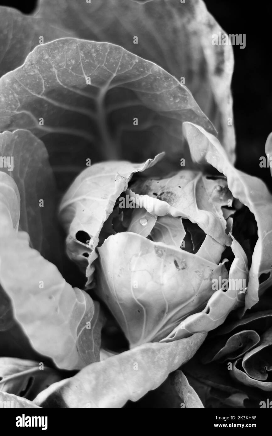 Testa di cavolo fresco che cresce nel giardino della cucina estiva in bianco e nero. Foto Stock