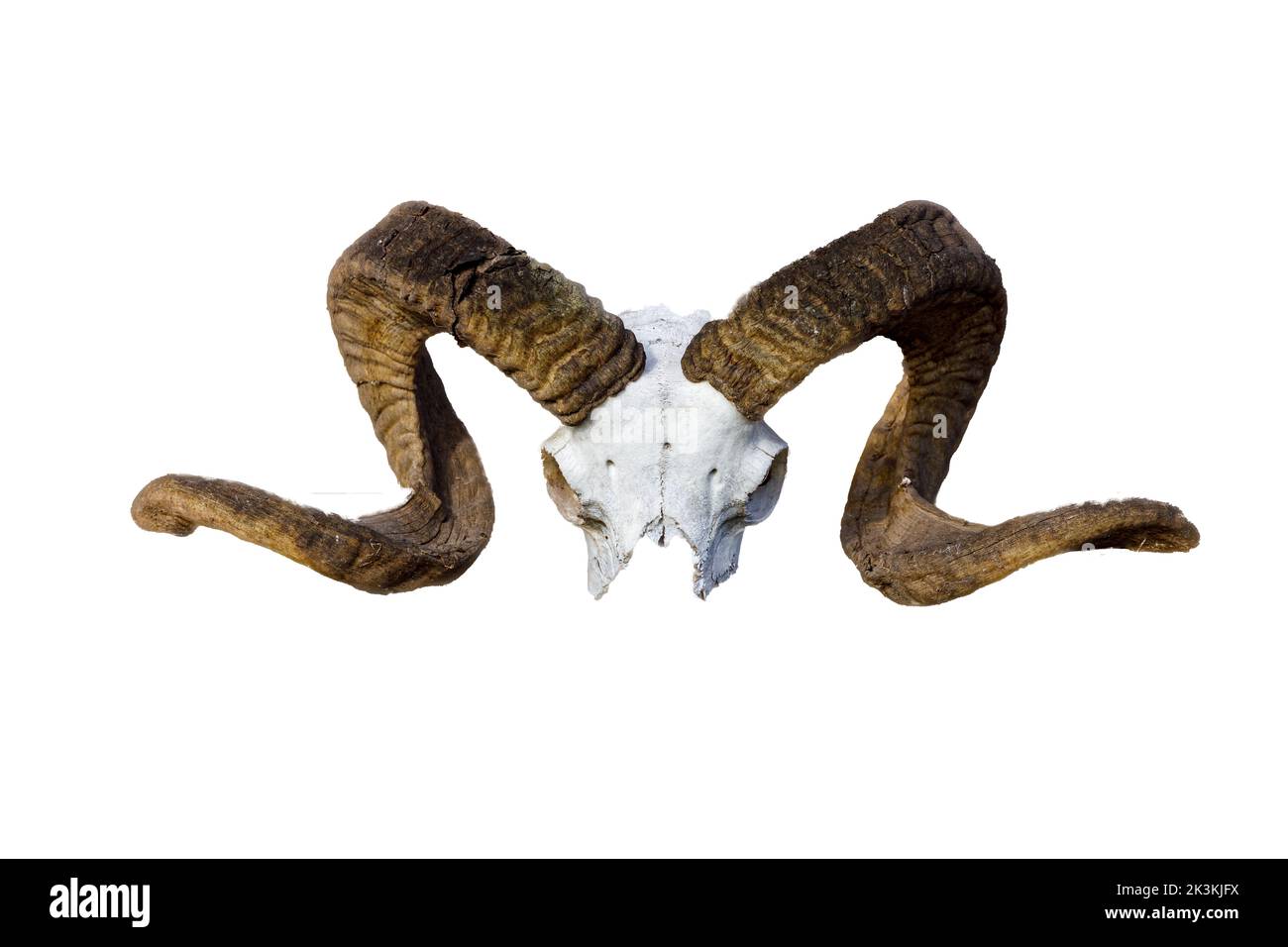 Shofar In Corno Di Ariete - Corno Daturale Con Scanalature - Foto 7