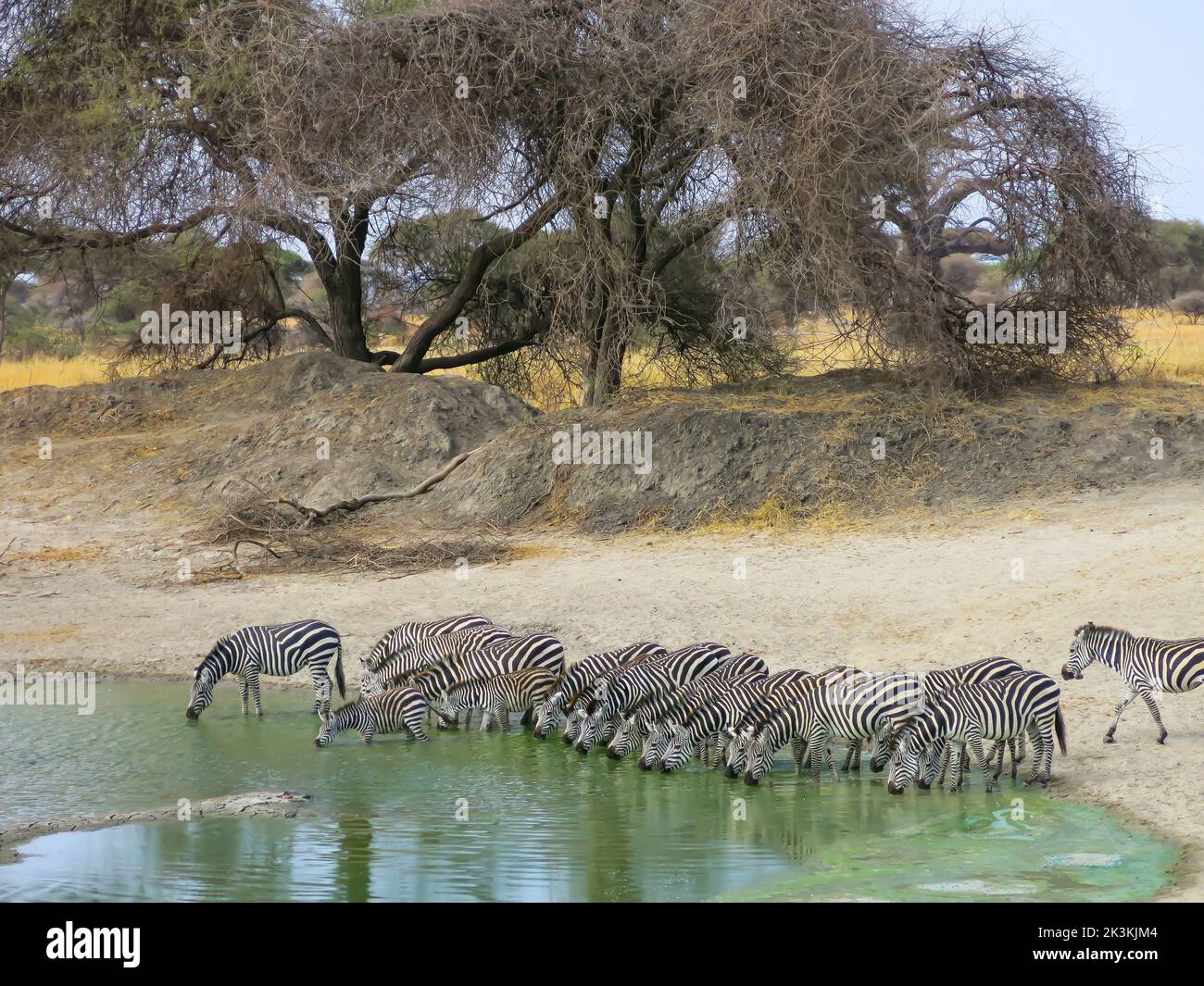 Zebre che bevono un drink al più vicino annaffiatoio Hole Foto Stock