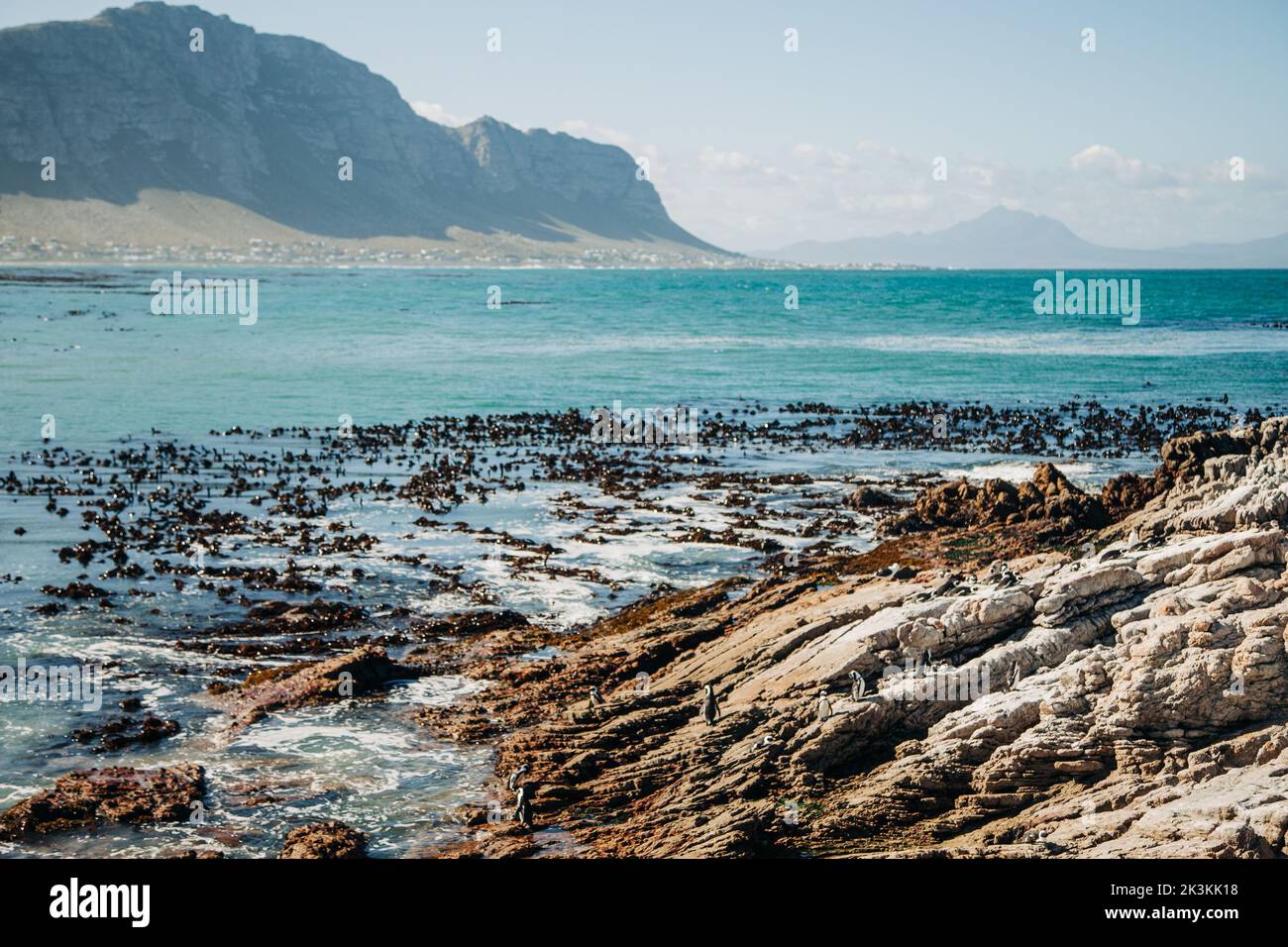Affacciato su una colonia di pinguini lungo il Capo di buona speranza vicino a Città del Capo, Sud Africa con l'oceano e le montagne sullo sfondo. Foto Stock