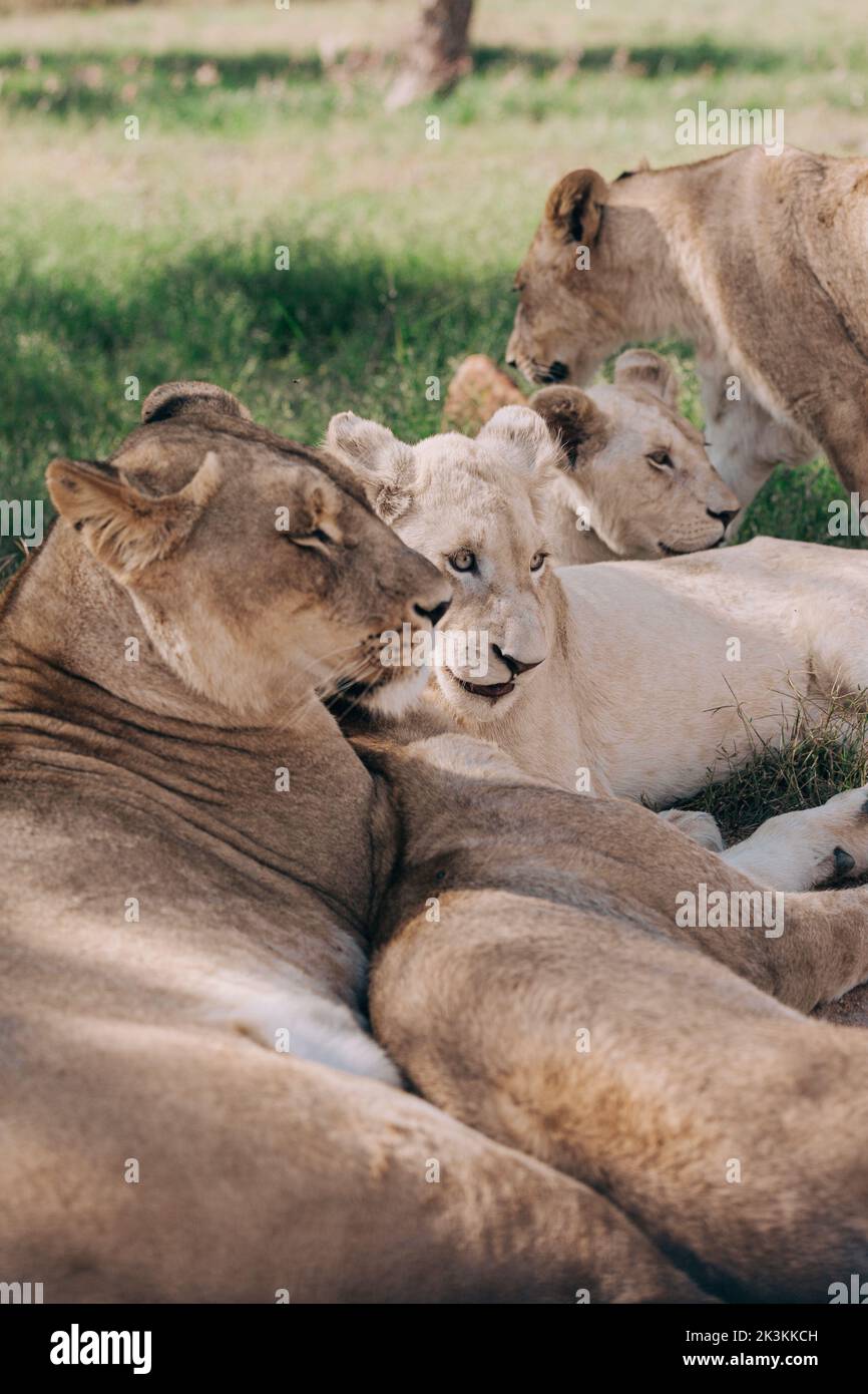 I Lions si snuggle nel Lion & Safari Game Park in Sud Africa appena fuori Johnannesburg Foto Stock