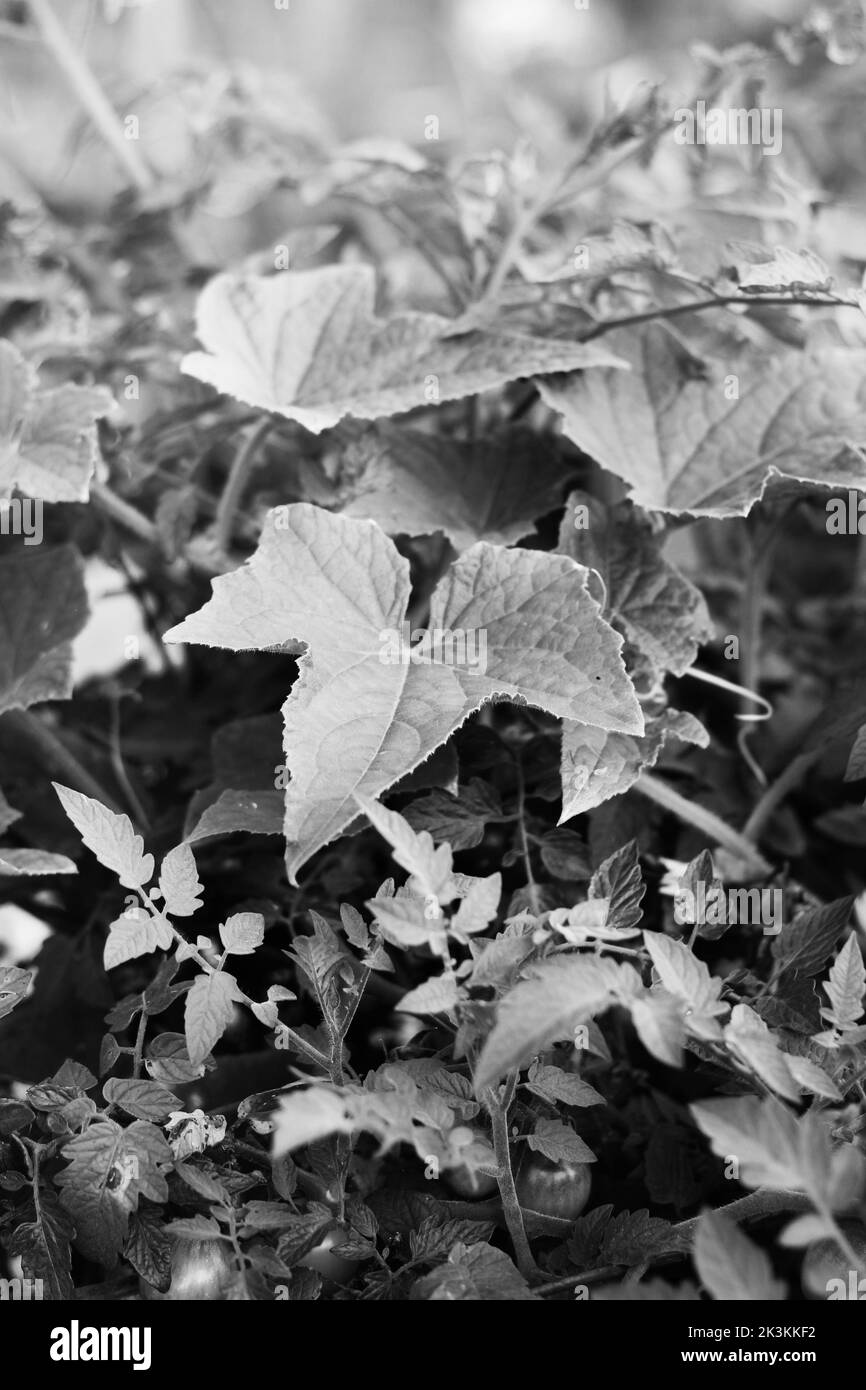 Piante di zucca Foto e Immagini Stock in Bianco e Nero - Alamy
