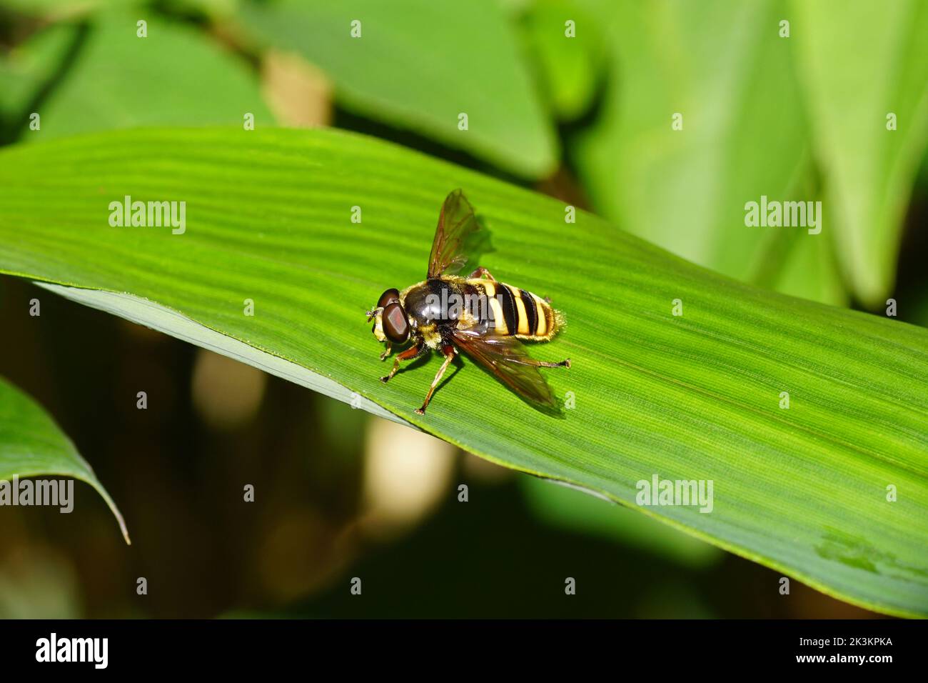 Primo piano hoverfly maschio Pond Fly, Sericomyia silentis, famiglia Syrphidae. Su una foglia di bambù. Giardino olandese, autunno, settembre, Paesi Bassi Foto Stock