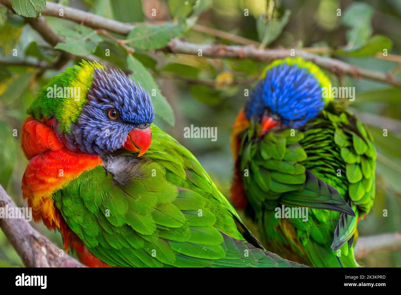 Due corikeets arcobaleno (Trichoglossus moluccanus) che riposano nell'albero, specie di pappagallo originaria dell'Australia Foto Stock