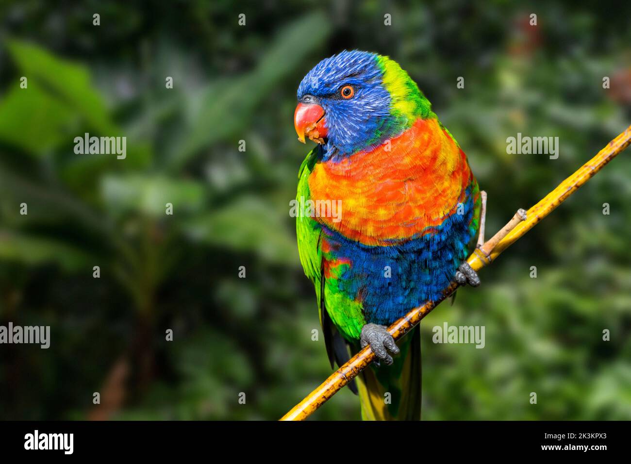 Arcobaleno loricheet (Trichoglossus moluccanus) arroccato in un albero nella foresta pluviale tropicale, specie di pappagallo originario dell'Australia Foto Stock