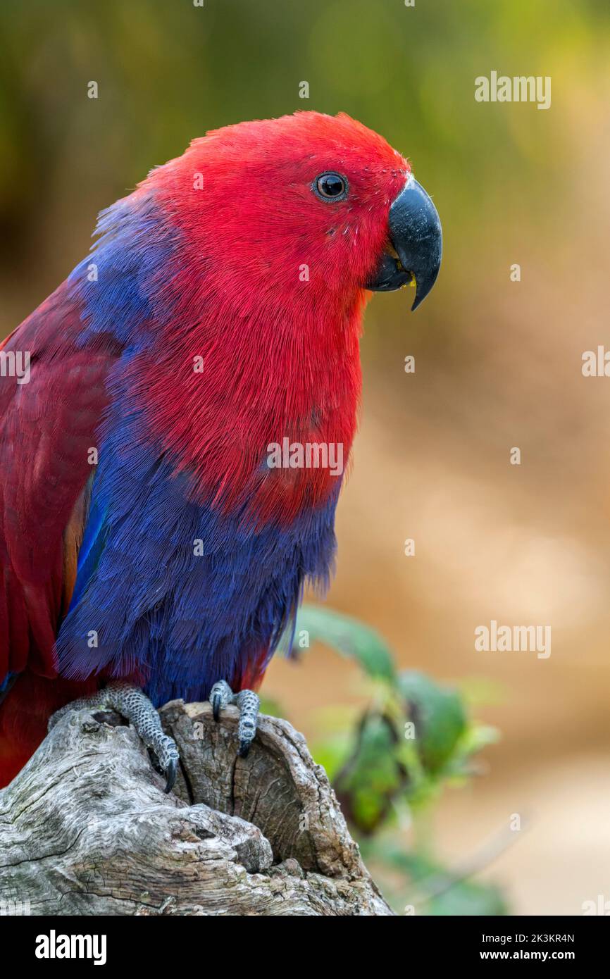 Eclectus pappagallo (Eclectus roratus) femmina arroccata nell'albero, originaria della Nuova Guinea, dell'Australia e dell'Indonesia Foto Stock