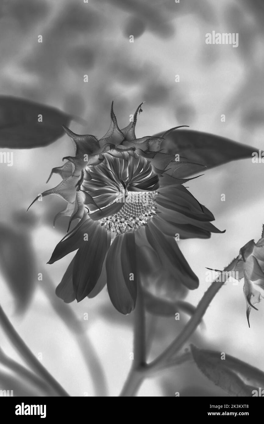 Bel girasole selvaggio che cresce nel prato mattutino in un film bianco e nero negativo. Foto Stock