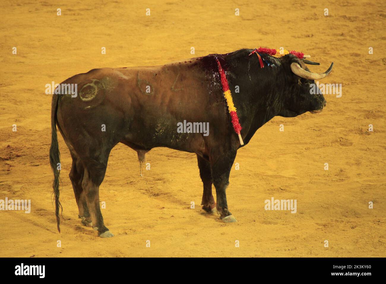 La corrida in Spagna Foto Stock