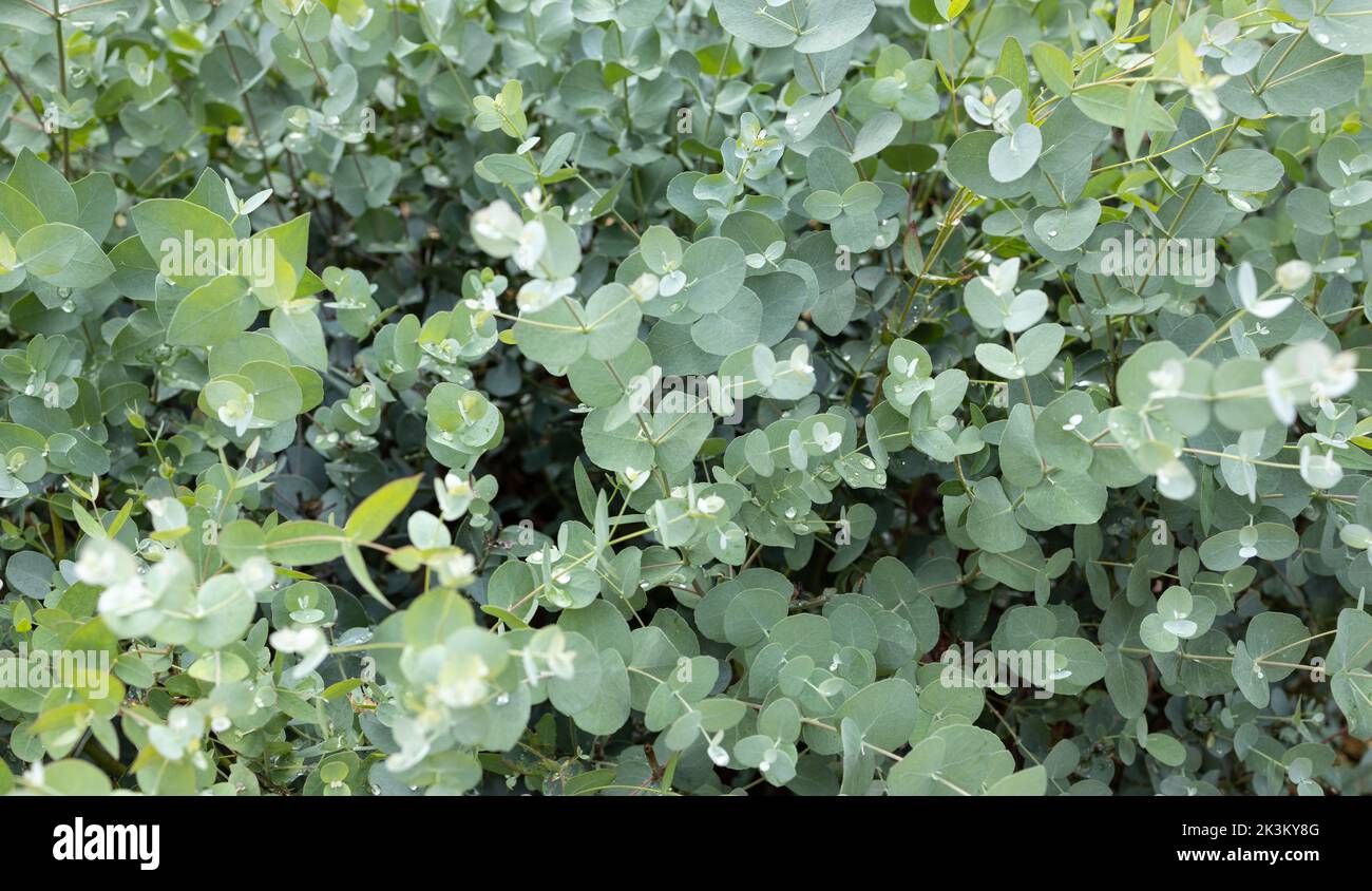 Fresco sfondo Eucalyptus Gunnii. Sidro Gum crescere su giardino Foto Stock