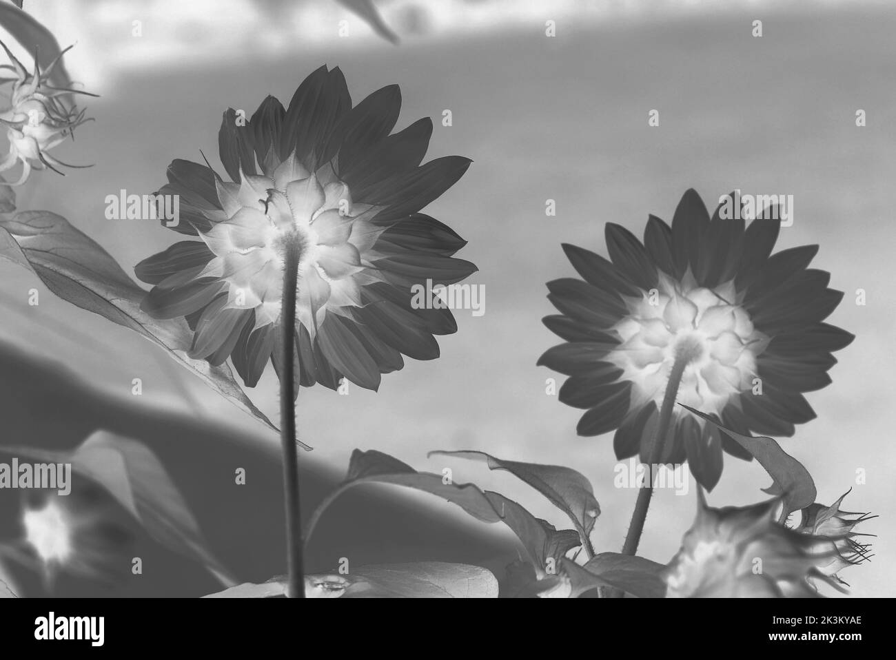 Bel girasole selvaggio che cresce nel prato mattutino in un film bianco e nero negativo. Foto Stock