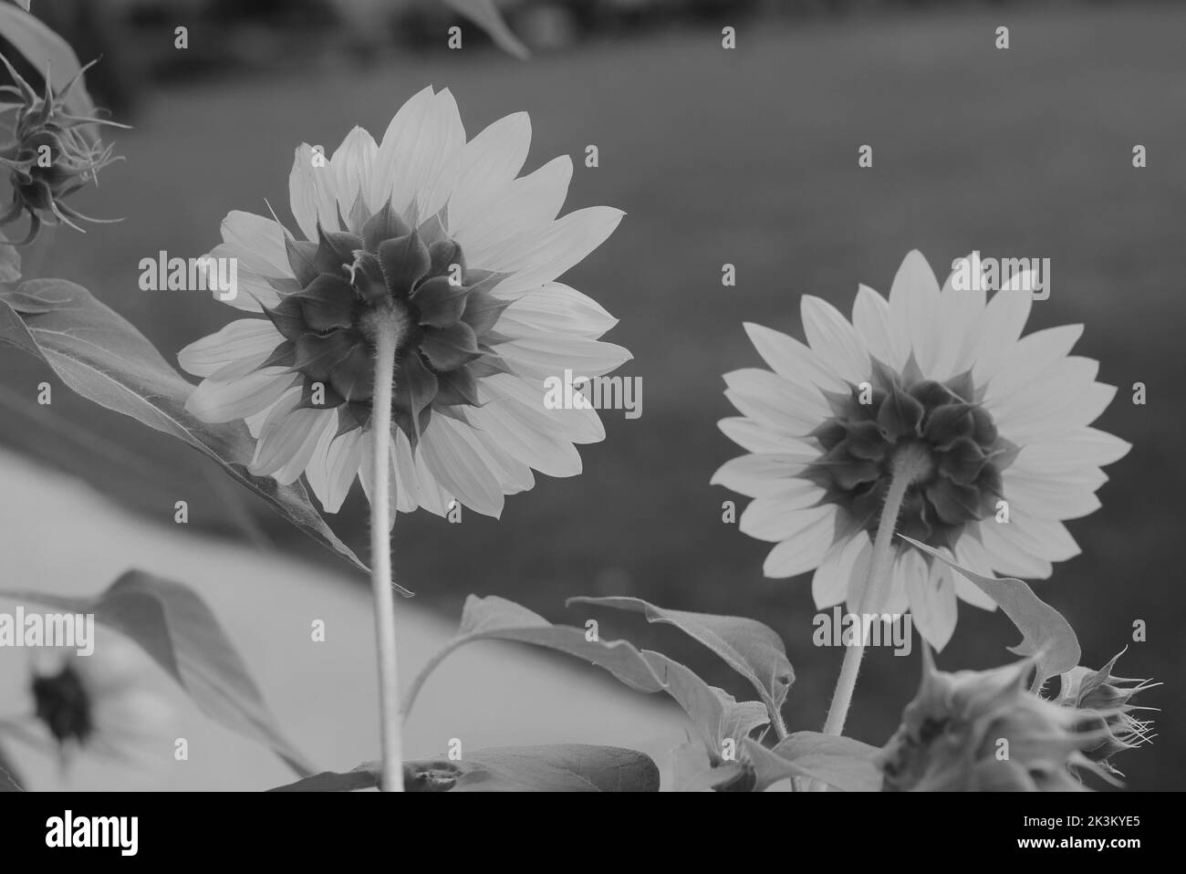 Bel girasole selvaggio che cresce nel prato mattutino in bianco e nero. Foto Stock