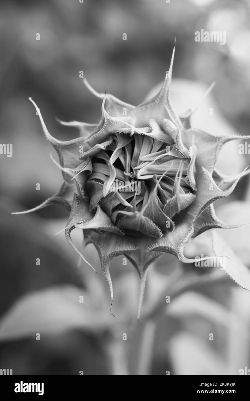 Bel girasole selvaggio che cresce nel prato mattutino in bianco e nero. Foto Stock