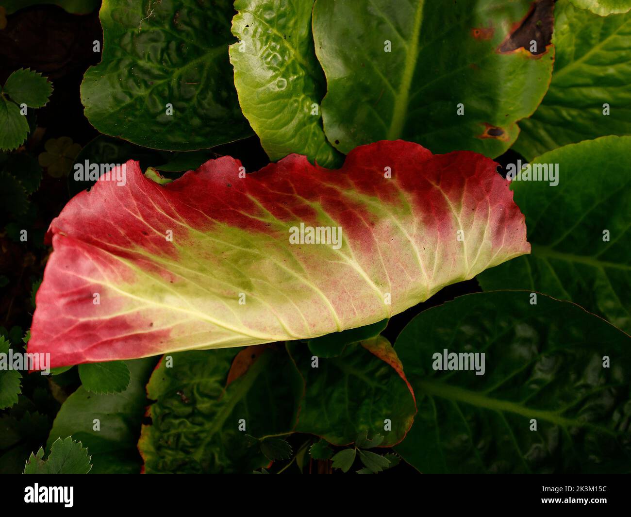 Primo piano del sempreverde pianta da giardino a bassa crescita Bergenia cordifolia purpurea a bassa crescita buona per la copertura del terreno e piccolo giardino. Foto Stock