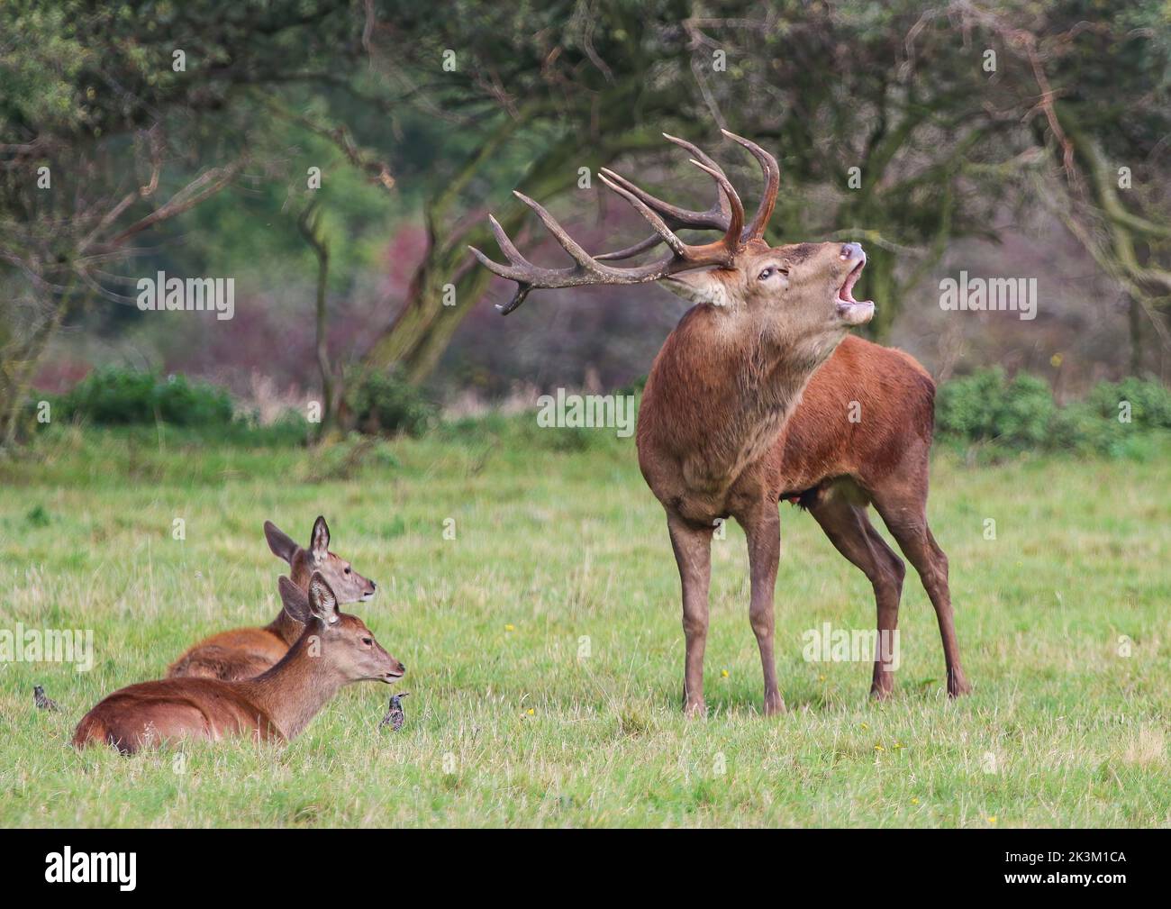 Un maestoso cervo rosso (Cervus elaphus) con enormi corna. Circondato dalle sue Signore, ruggito durante la stagione di rutting. Suffolk, Regno Unito. Foto Stock