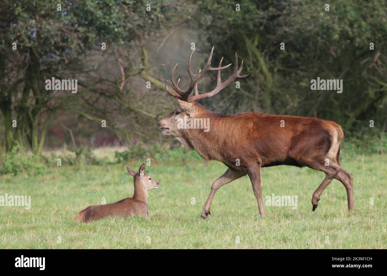 Un maestoso cervo rosso (Cervus elaphus) che corre con enormi corna. Con una femmina e ruggente durante la stagione di rutting. Suffolk, Regno Unito. Foto Stock
