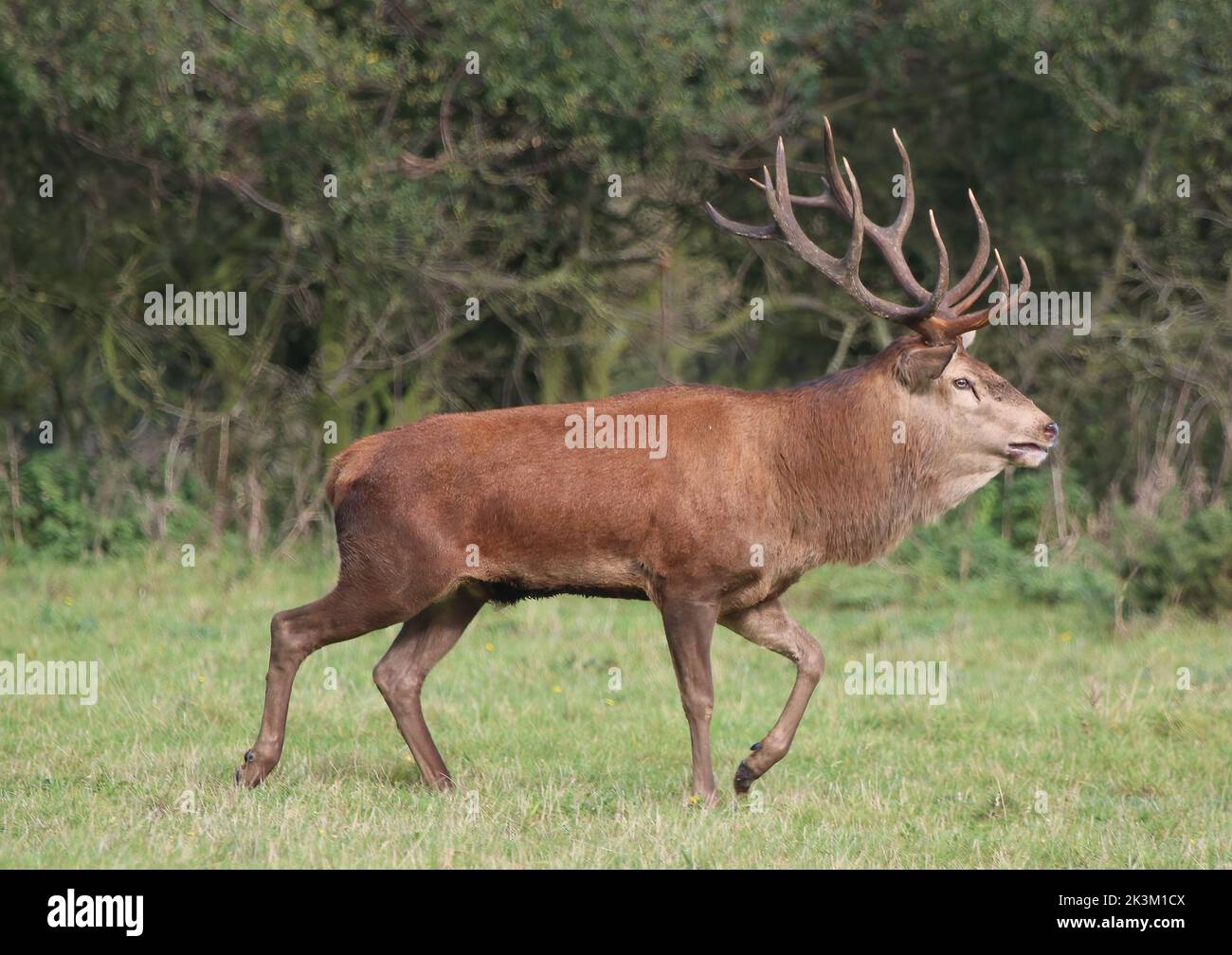 Un enorme e maestoso Red Deer Stag (Cervus elaphus) che corre alla ricerca di femmine e maschi rivali durante la stagione rutting.Suffolk, Regno Unito. Foto Stock