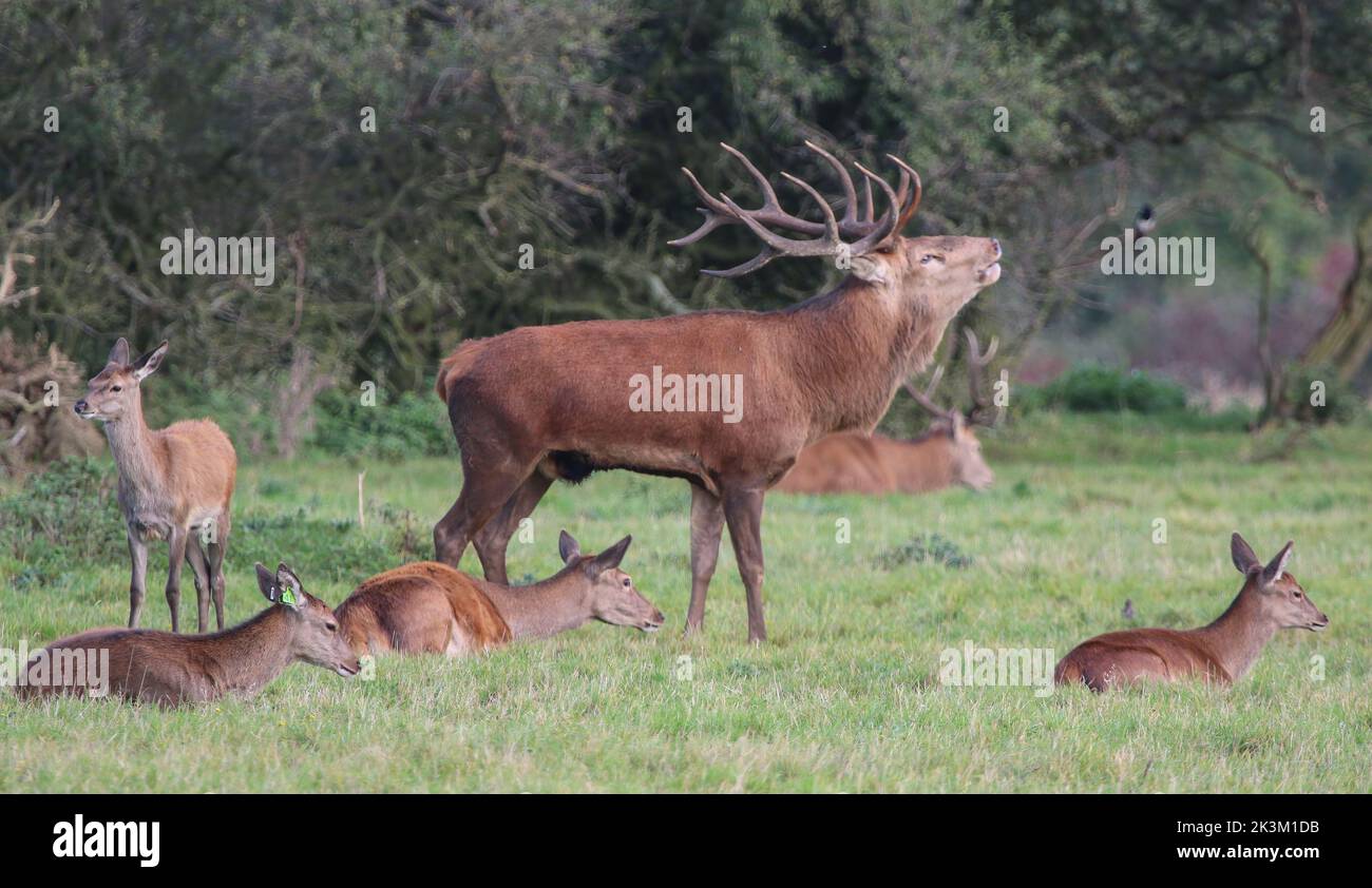 Un maestoso cervo rosso (Cervus elaphus) con enormi corna. Circondato dalle sue Signore, mostrando dominanza durante la stagione di rutting. Suffolk, Regno Unito. Foto Stock