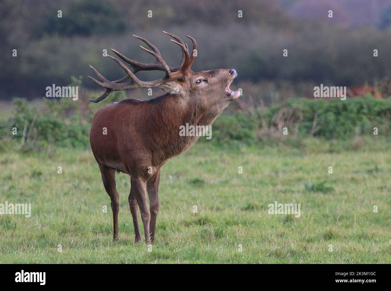 Un maestoso cervo rosso (Cervus elaphus) con enormi corna. Ruggenti e posture durante la stagione di rutting. Suffolk, Regno Unito. Foto Stock