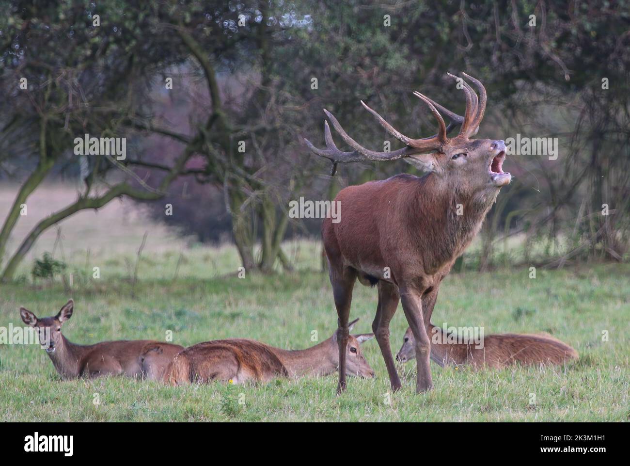 Un maestoso cervo rosso (Cervus elaphus) con enormi corna. Circondato dalle sue Signore, ruggito durante la stagione di rutting. Suffolk, Regno Unito. Foto Stock