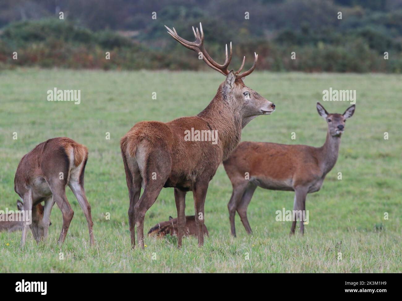 Un maestoso cervo rosso (Cervus elaphus) con enormi corna. Circondato dalle sue Signore durante la stagione di rutting. Suffolk, Regno Unito. Foto Stock