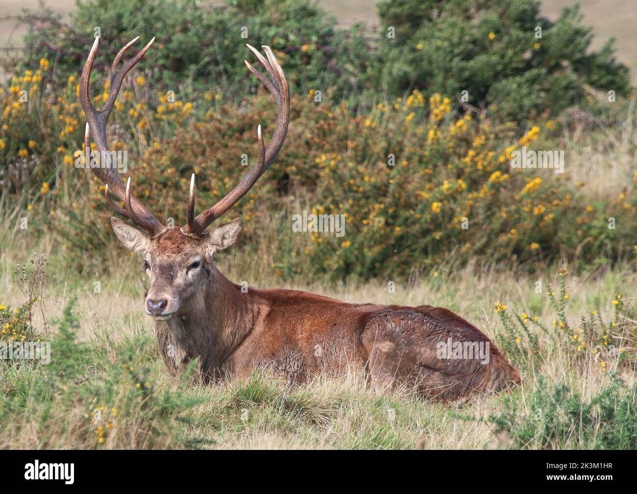 Un maestoso cervo rosso (Cervus elaphus) con enormi corna che si riposa bene in brughiera durante la stagione delle escoriazioni. Suffolk, Regno Unito. Foto Stock