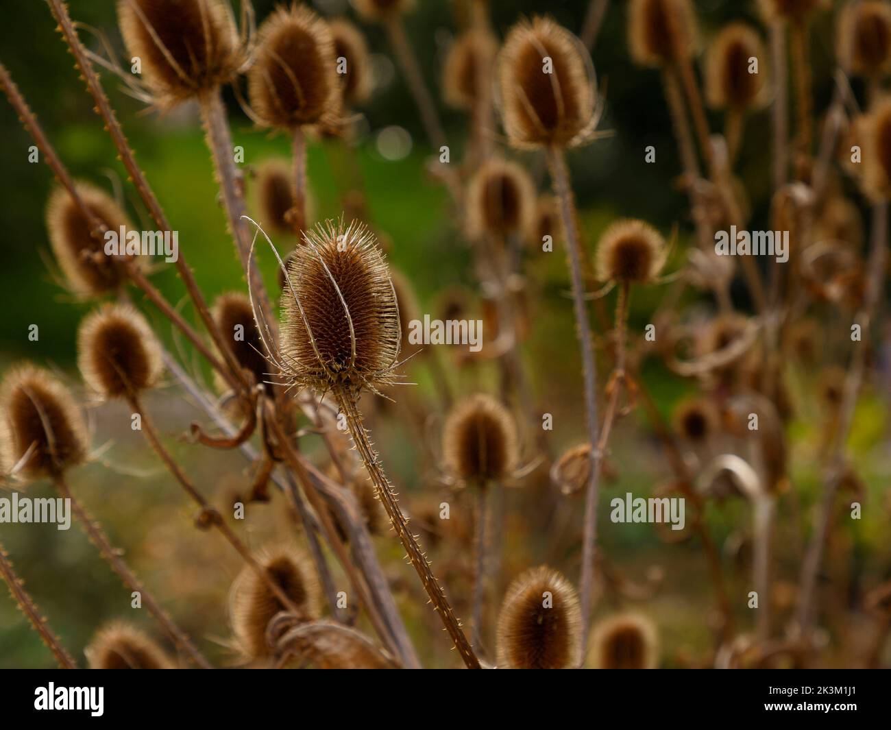 Primo piano della testa di semi essiccata marrone di forma ovale del dipsacus nativo biennale selvatico fiorito o comune da tè o da tè selvatico visto nel Regno Unito. Foto Stock