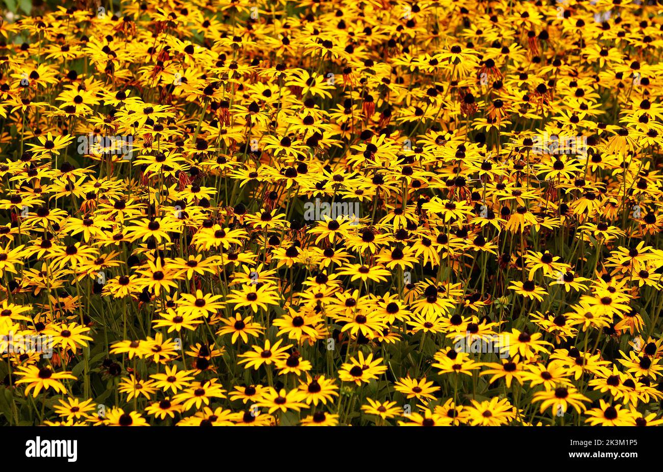 Primo piano del perenne erbaceo deciduo con centro marrone profondo e caldi fiori d'arancio Rudbeckia fulgida o Susan dagli occhi neri. Foto Stock
