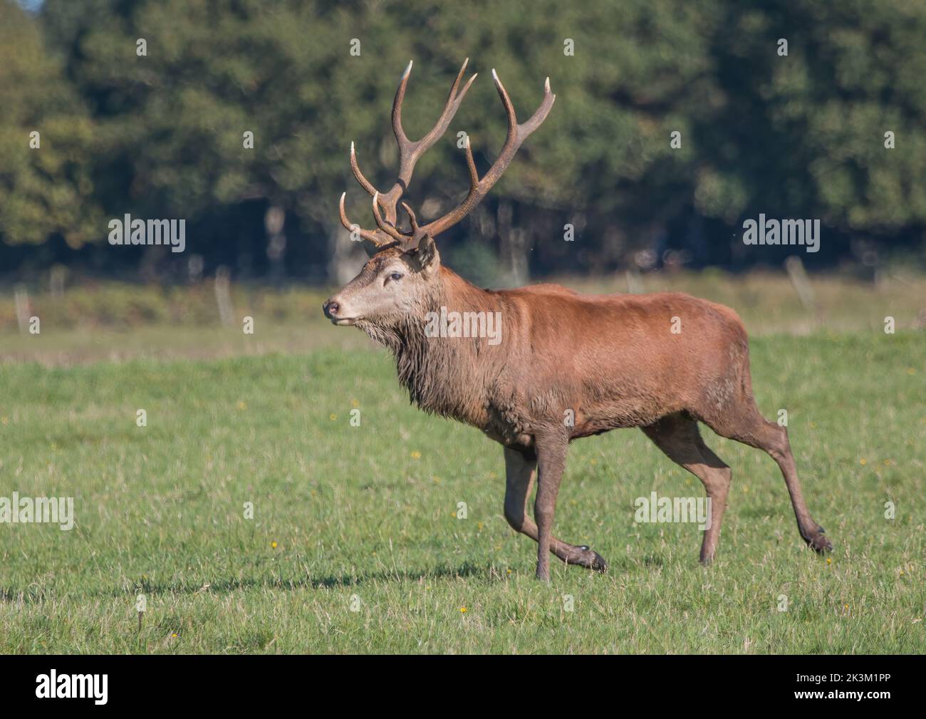 Un maestoso Red Deer Stag (Cervus elaphus) che corre alla ricerca di femmine e maschi rivali durante la stagione rutting.Suffolk, Regno Unito. Foto Stock