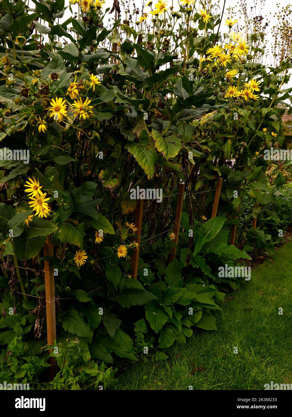 Primo piano della pianta da giardino perenne erbacea giallo decidua Silphium perfoliatum o pianta da coppa con fiori gialli a margherita. Foto Stock