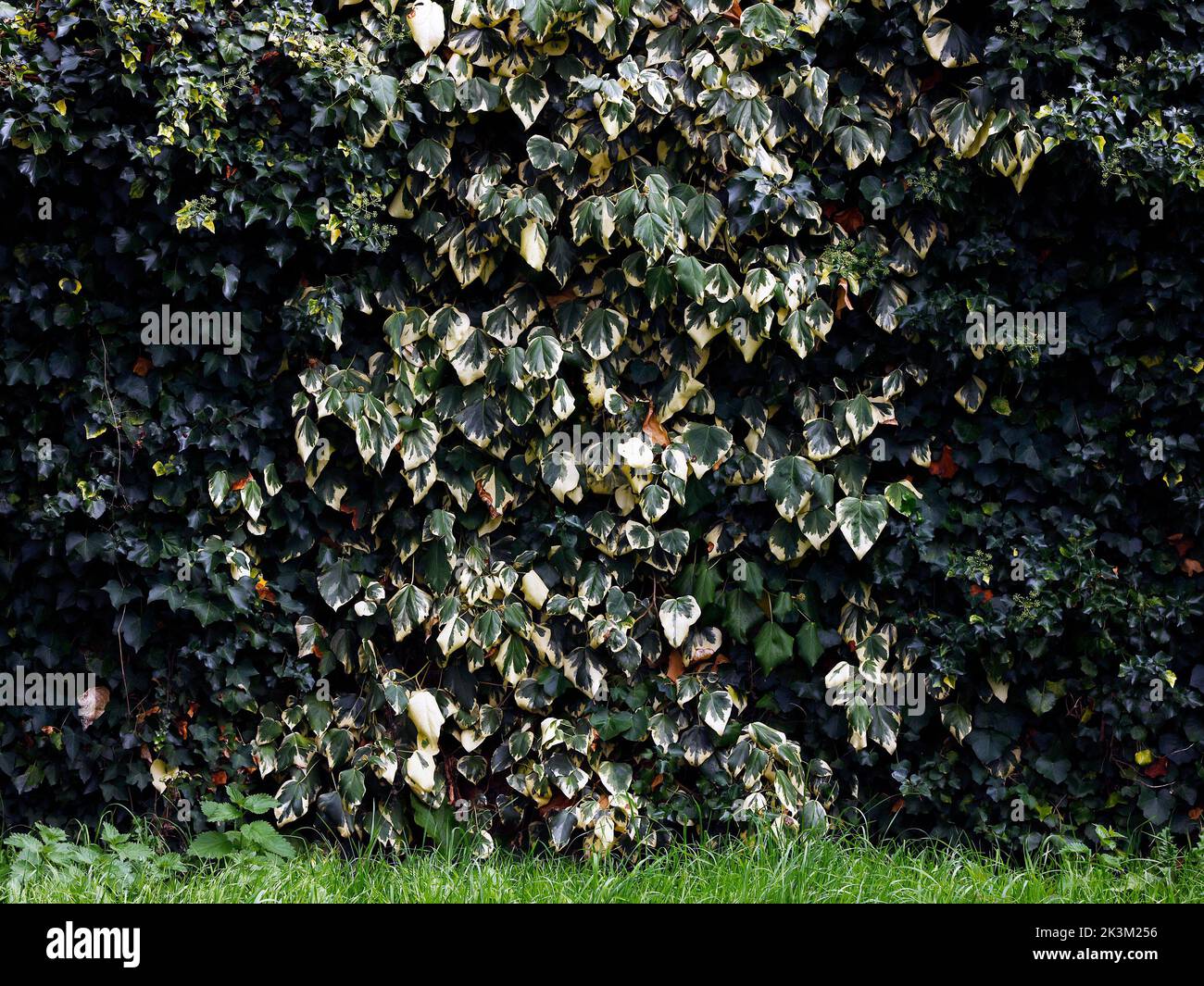 L'edera ir variegata ha visto crescere contro una parete che copre la superficie con foglie di colore verde e crema in estate. Foto Stock