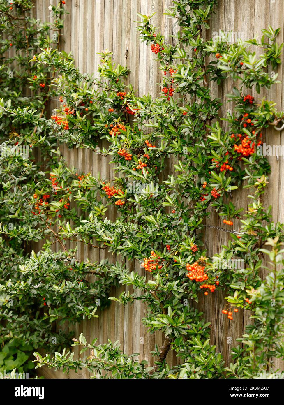Primo piano del vigoroso arbusto da giardino sempreverde e scalatore Pyracatha o Fire Thorn visto addestrato contro una recinzione con bacche d'arancia nel Regno Unito. Foto Stock