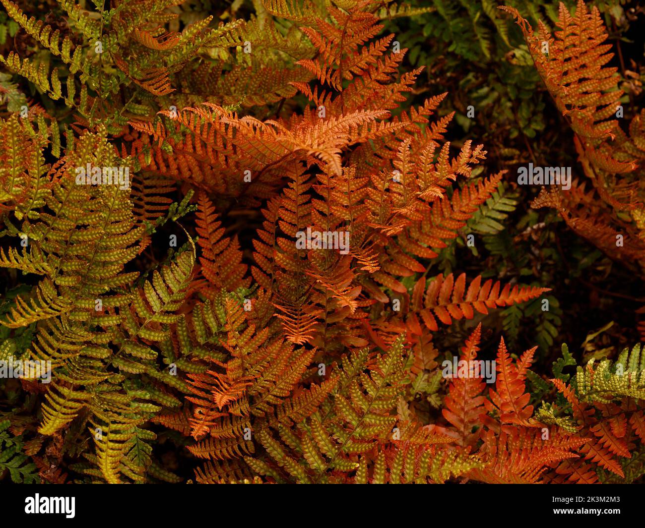 Primo piano delle fronde fogliari e delle spore di Dryopteris eritrosora o felce con scudo di rame con foglie di colore autunnale visto nel Regno Unito. Foto Stock