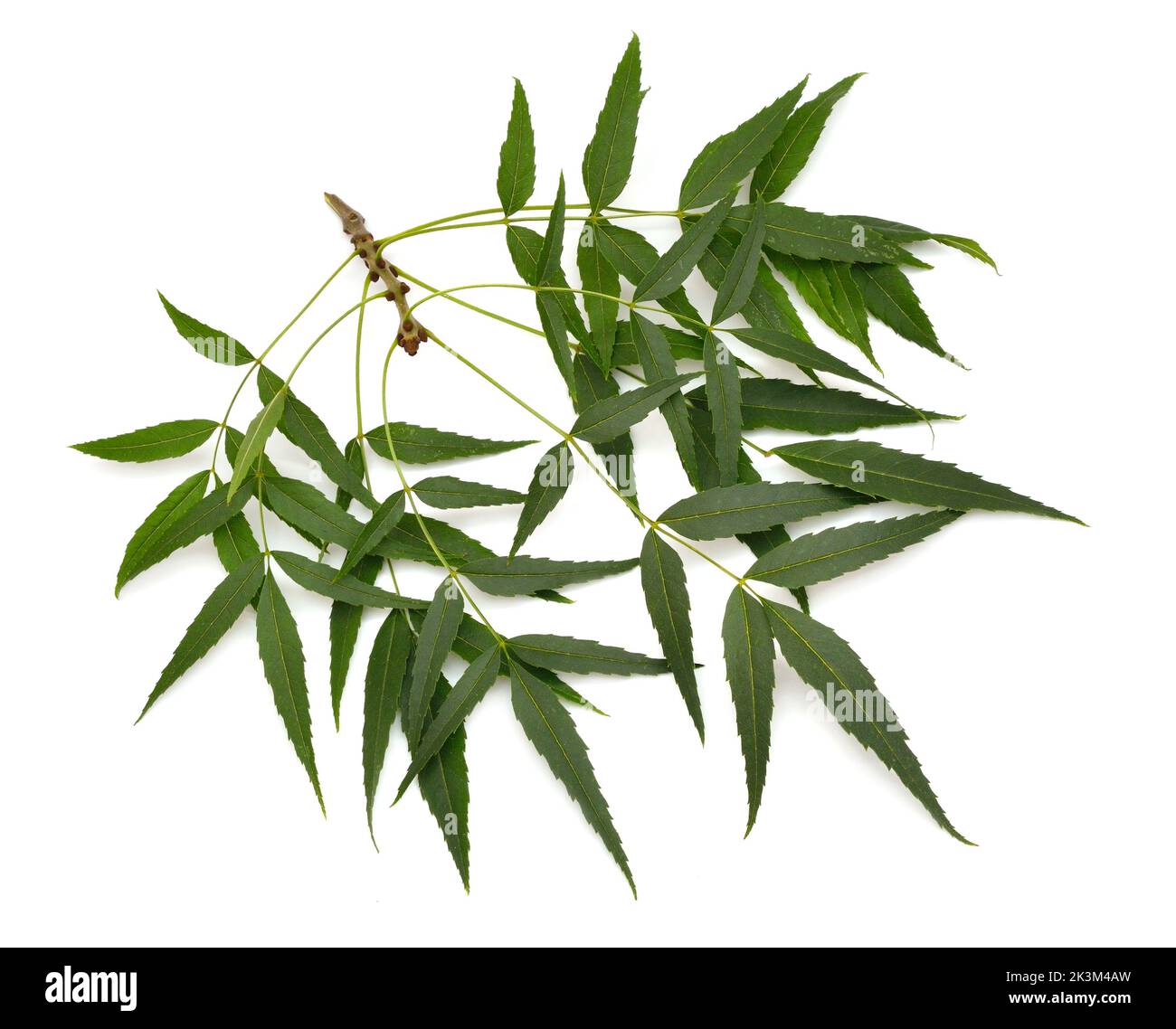Fraxinus angustifolia, la cenere a foglia stretta. Isolato su bianco. Foto Stock