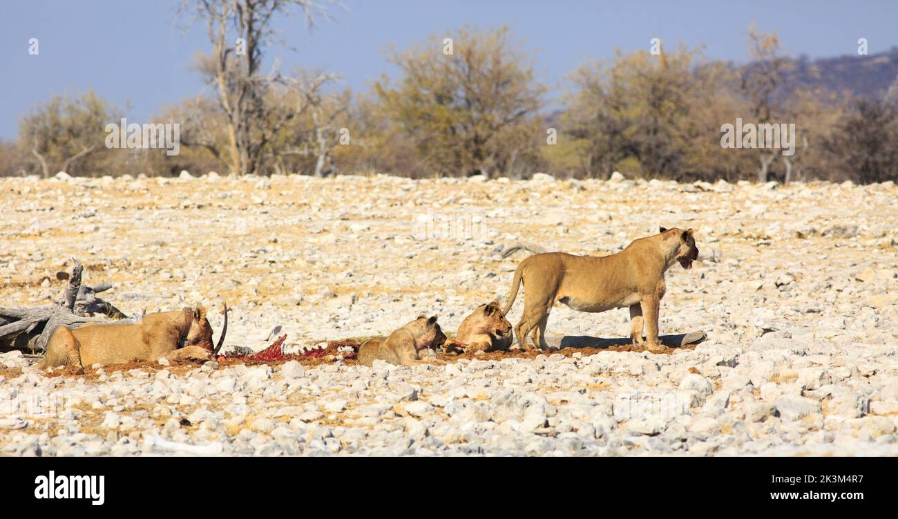 Un orgoglio di leoni e cuccioli festeggia di recente in una uccisione nel Parco Nazionale di Etosha, Namibia Foto Stock