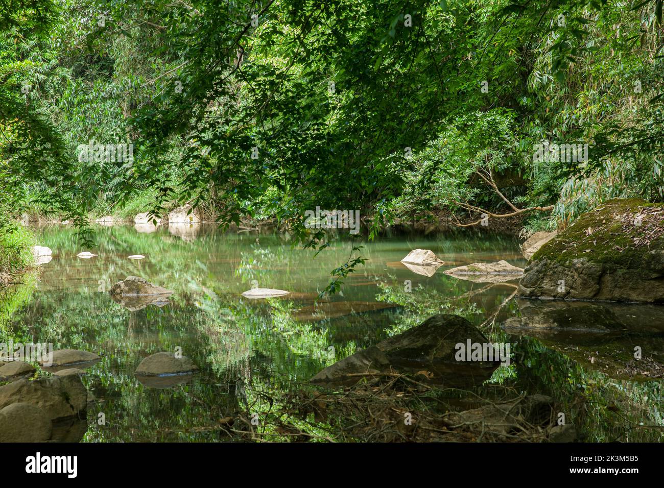 La bellezza pacifica del flusso d'oro e della foresta a da Lat, Lam Dong, Vietnam Foto Stock