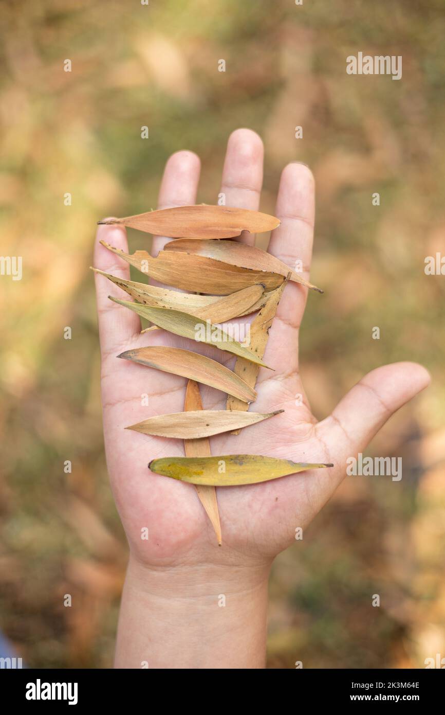 foglie in autunno nelle mani di una persona, ciclo di vita in natura, ambiente ecologico Foto Stock