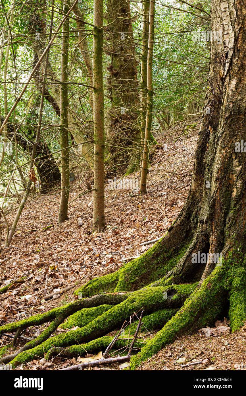 Un'immagine boscata di tronco di albero nascosto Foto Stock