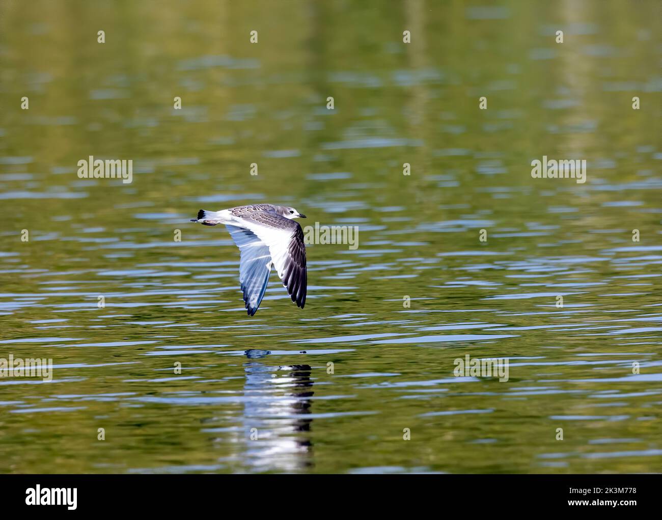 Il Gull in volo di Sabine Foto Stock