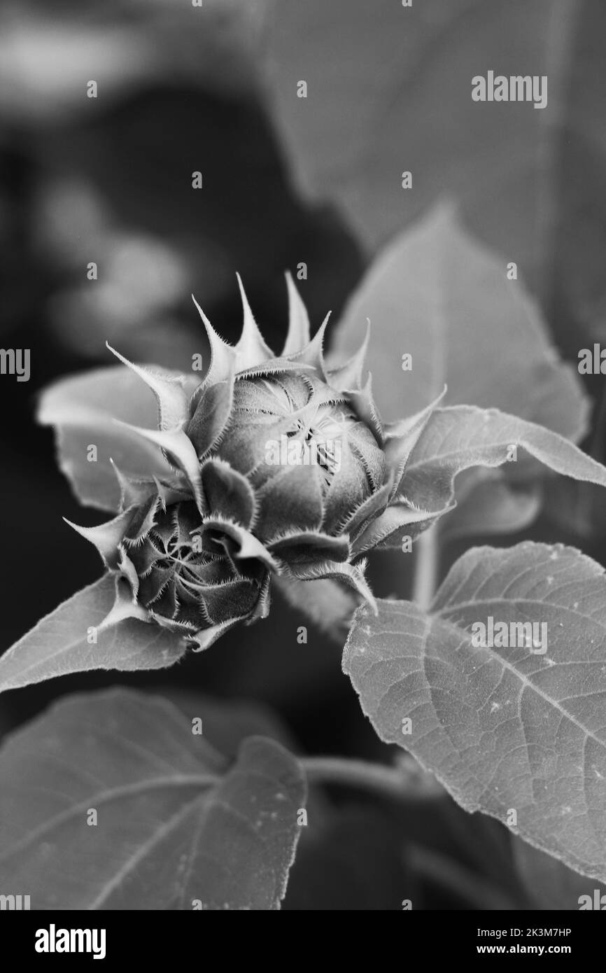 Bel girasole selvaggio che cresce nel prato mattutino in bianco e nero. Foto Stock
