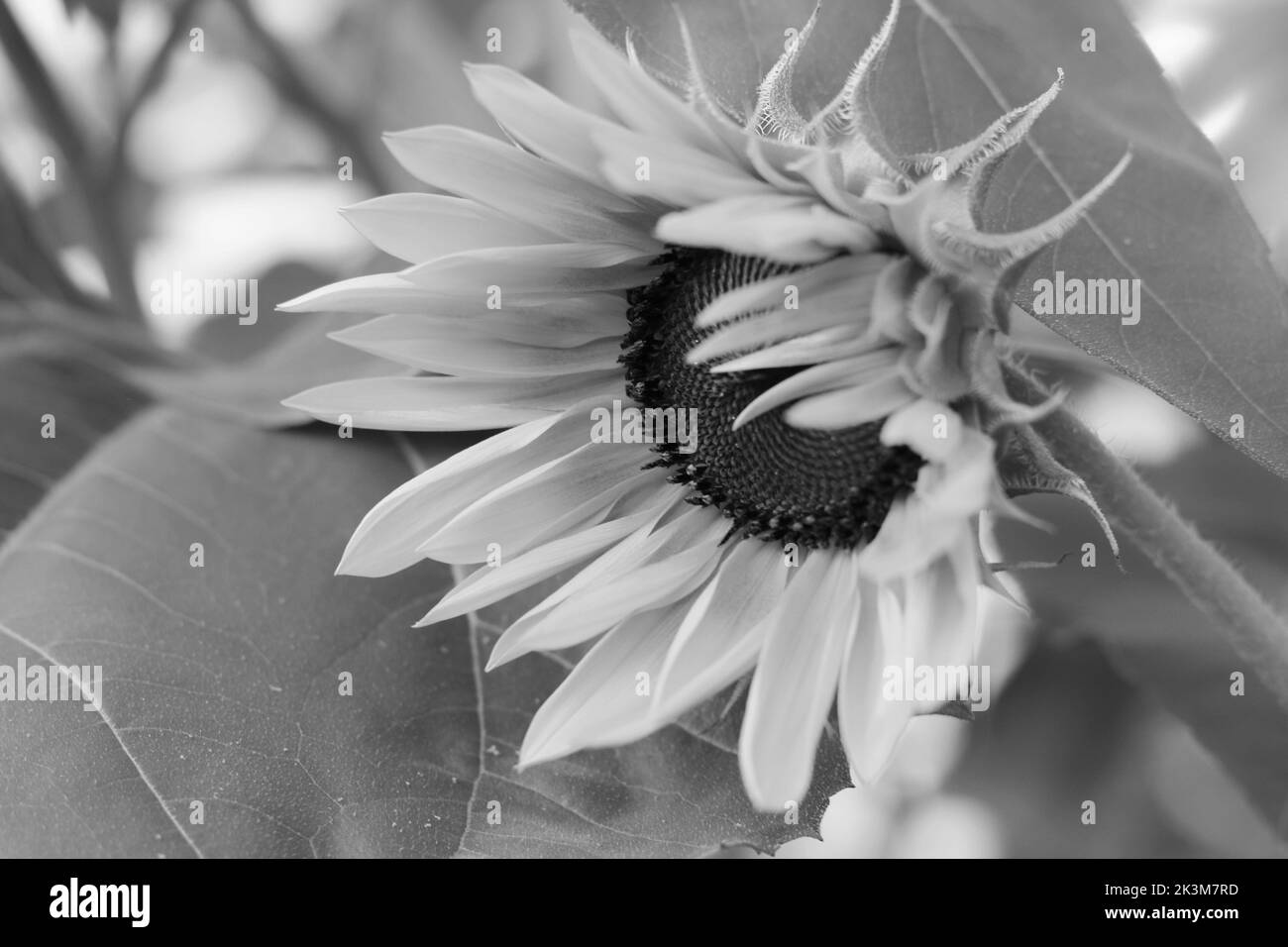 Bel girasole selvaggio che cresce nel prato mattutino in bianco e nero. Foto Stock