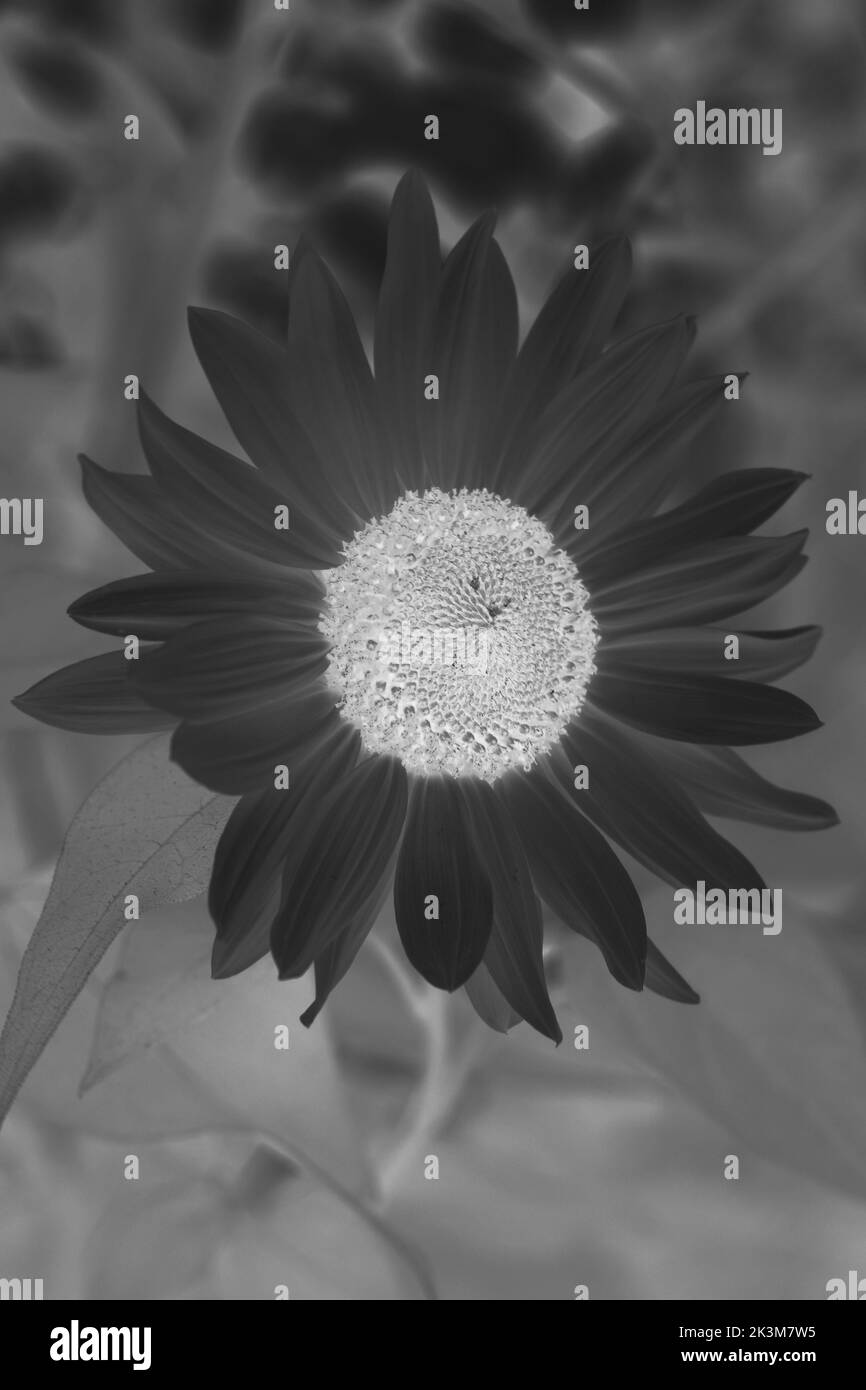 Bel girasole selvaggio che cresce nel prato mattutino in un film bianco e nero negativo. Foto Stock
