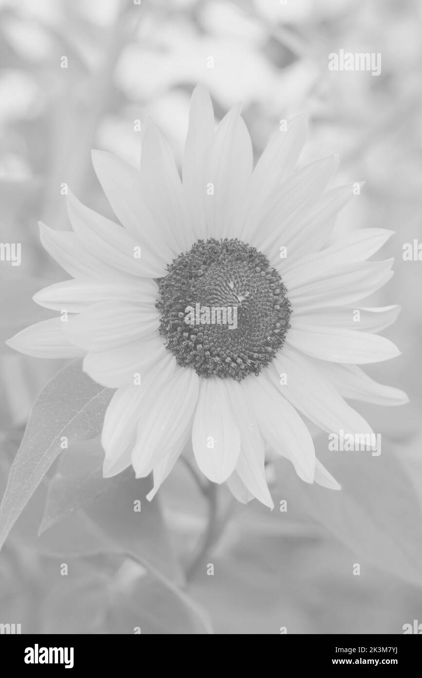 Bel girasole selvaggio che cresce nel prato mattutino in bianco e nero. Foto Stock