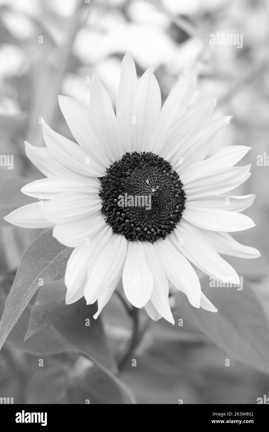 Bel girasole selvaggio che cresce nel prato mattutino in bianco e nero. Foto Stock