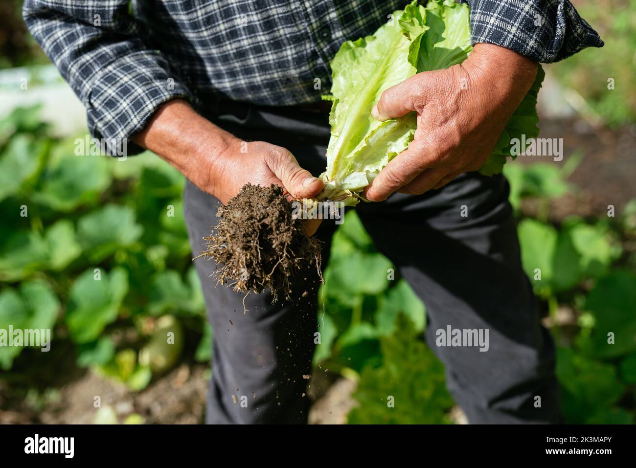 Da sopra anonimo maschio in abiti casual scuotendo via il terreno dalle radici di lattuga nella giornata di sole estate in fattoria Foto Stock