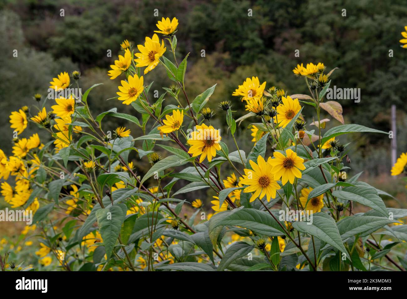 Fiori gialli del carciofo di Gerusalemme (Helianthus tuberosus). Girasole, girasole, girasole selvatico, topinambur o mela di terra. Foto Stock