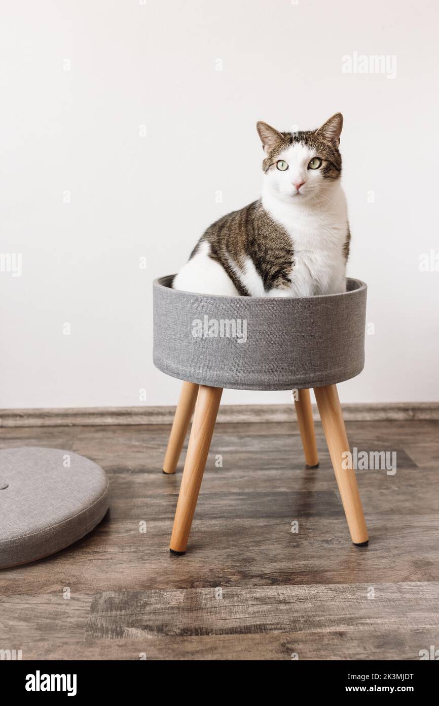 Carino gatto grasso domestico si siede in sgabello trendy con e spazio di immagazzinaggio di build-in. Vista laterale, parete bianca, spazio copia. Moderna sedia multifunzionale con gambe in legno. Busta in lino grigia rotonda Foto Stock