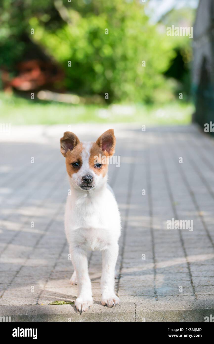 Piccolo ritratto cucciolo incrociato. Cane bambino guardando la macchina fotografica. Cucciolo da rifugio cane è stato adottato alla famiglia amorevole. Foto Stock
