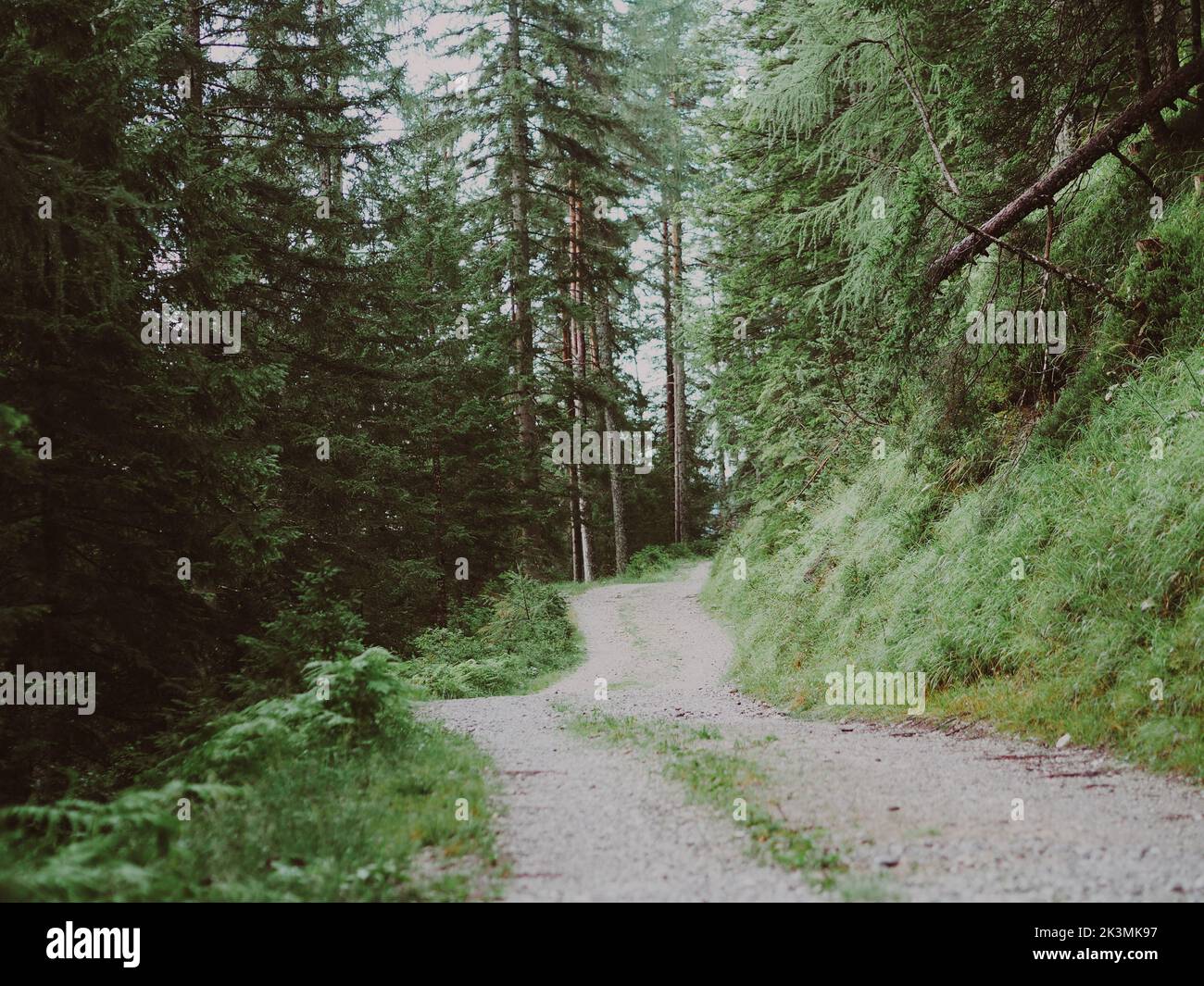Un sentiero tra gli spruces in una foresta Foto Stock