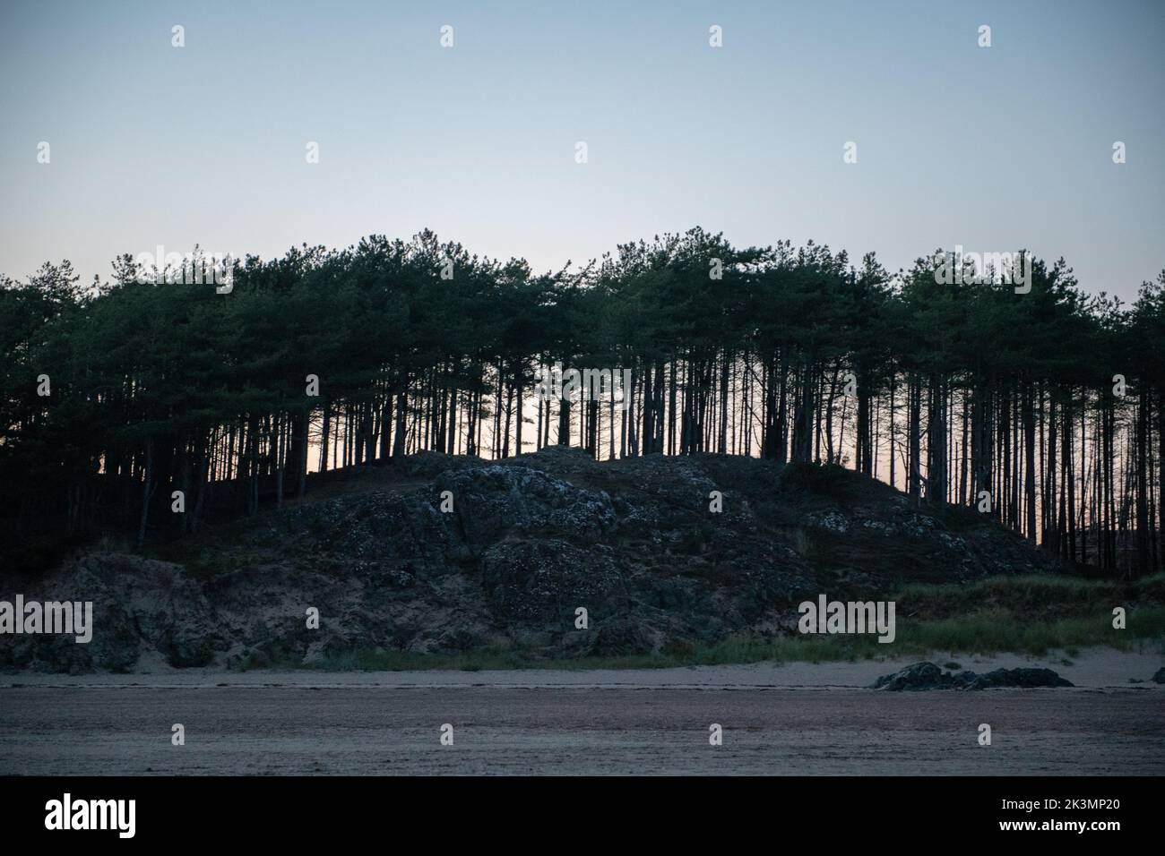 La foresta di alberi sull'isola di Llandwyn, Galles del Nord Foto Stock