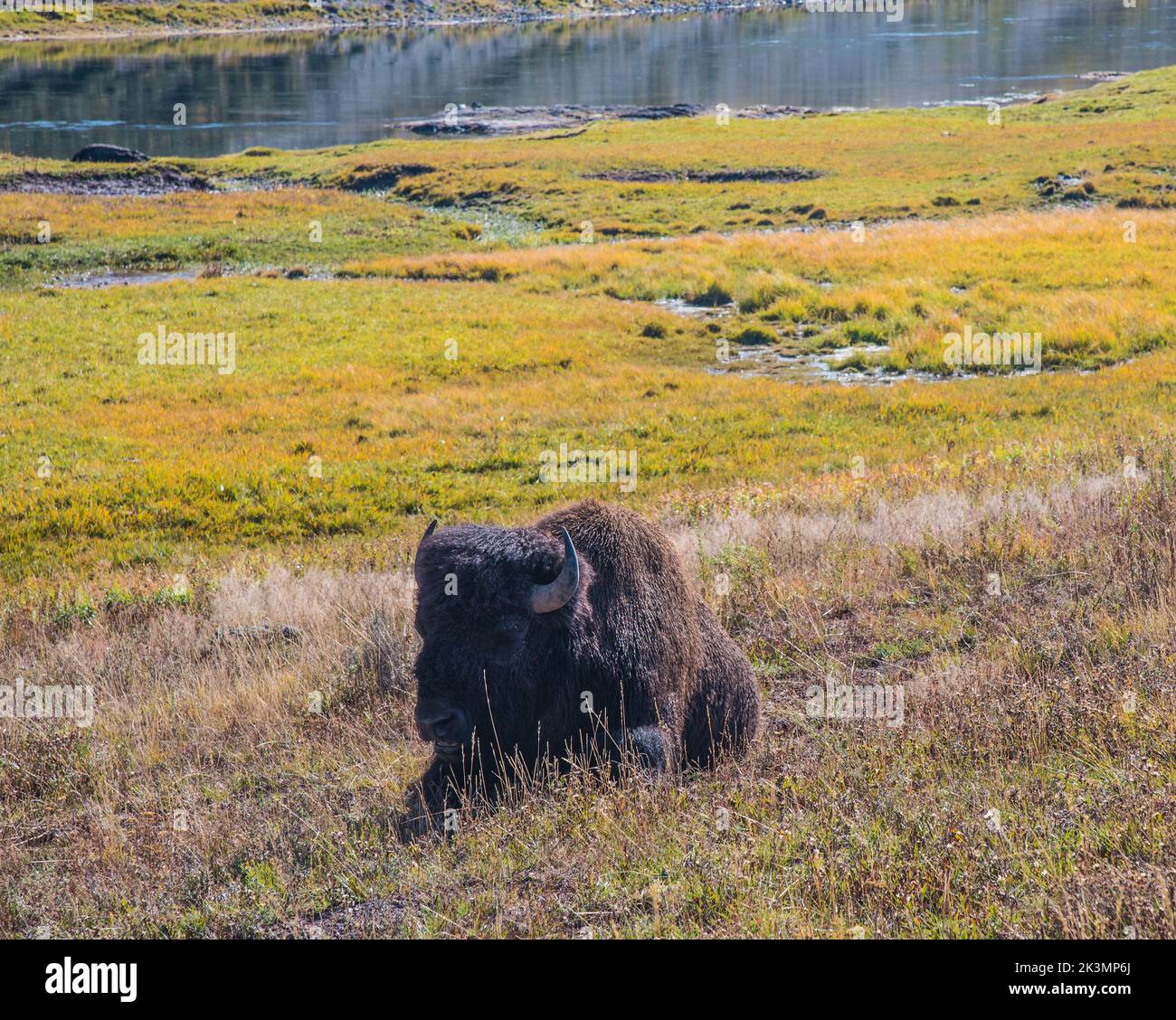 Il bisonte americano, o 'bufalo' vagano liberamente nel Parco Nazionale di Yellowstone. È il mammifero più comune, grande trovato nel parco. Selvaggio e pericoloso. Foto Stock